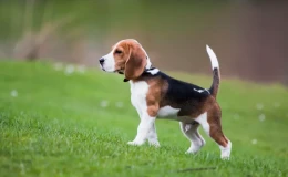 Satılık Beagle Yavrusu Almak İstiyenlere