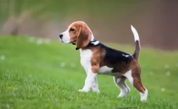 Safkan Beagle Yavrular
