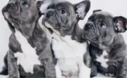 Satılık French Bulldog Yavruları