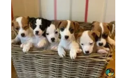 Jack Russell Terrier Yavruları