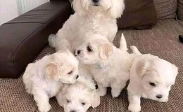 Dişi ve Erkek Maltese Terrier Yavruları