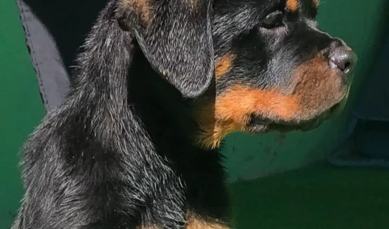 Efsane Rottweiler Dişi Yavrular Sahiplerini Bekliyor
