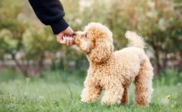 Toy Poodle Köpek Eğitimi