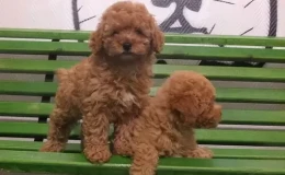 Toy Poodle’ın Terapi Köpeği Olarak Kullanımı
